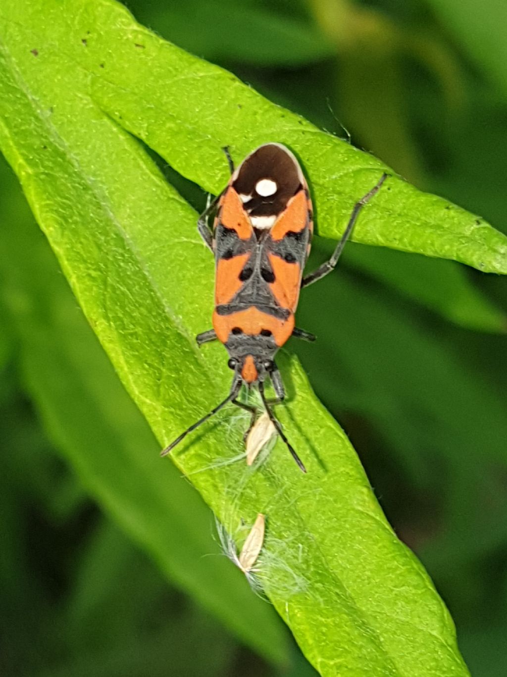 Lygaeidae: Lygaeus sp.